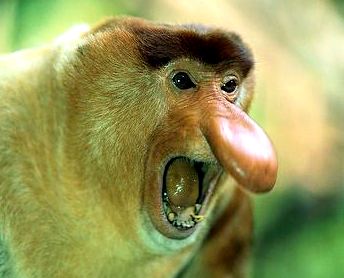 1-Male-proboscis-monkey-ywk4l2.jpg.779ecadf0e089c7beb1e9d7e762ef3eb.jpg