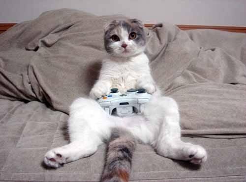 311216-cats-gamer-cat.thumb.jpg.028e3d7d