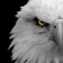 Eagle_Eye